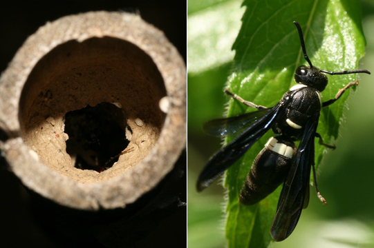 Mason wasps may use vertical canes to nest in .