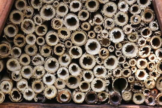Hollow stems make good bee houses