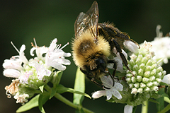 Pycnanthemum with bumblebee