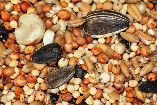 Mixed seed is the worst food for birds