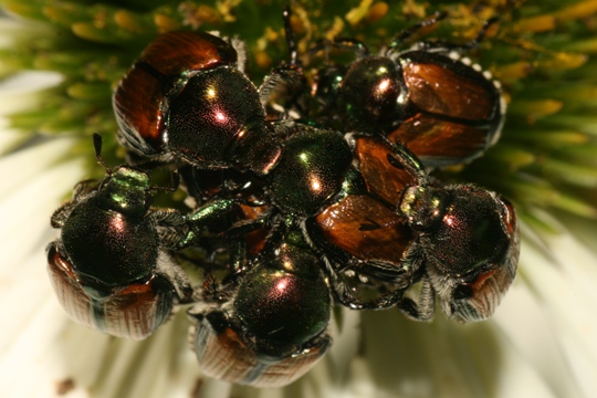 Japanese beetles attract more beetles when amassed in traps