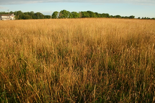 Prairies are dominated by grasses
