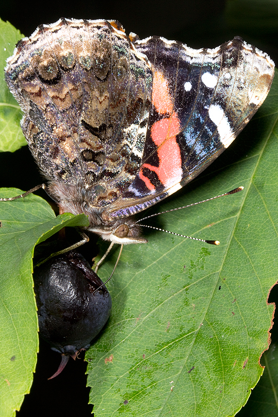 Red Admiral on serviceberry.