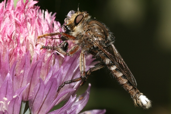 Robberfly - Promachus bastardii