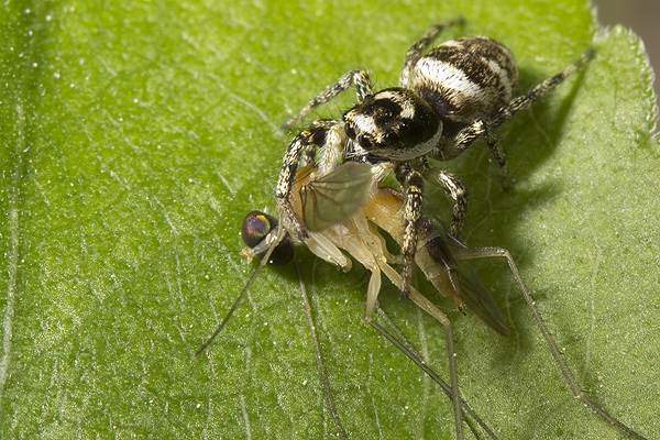 Salticus scenicus with a mayfly