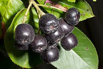Aronia melanocarpa berries