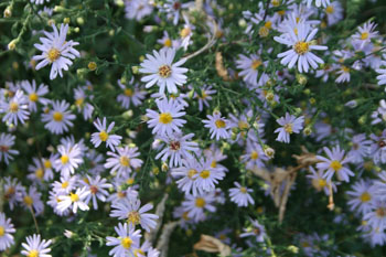 smooth aster