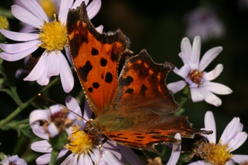 Smooth aster with Comma butterfly