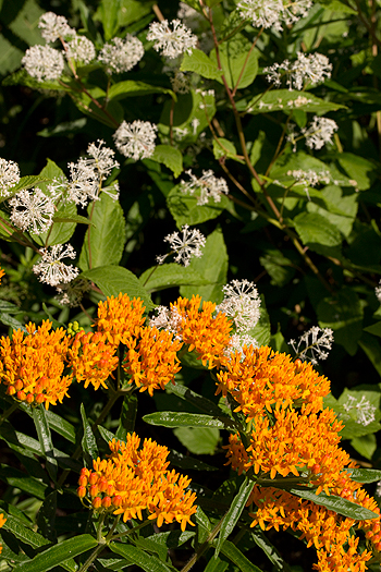 New Jersey Tea with butterfly weed