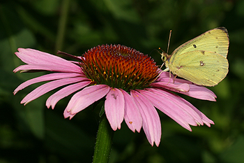 Echinacea with clouded sulphur