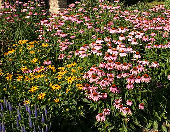 Echincea is often planted with Rudbeckia