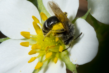 Fragaria with bee