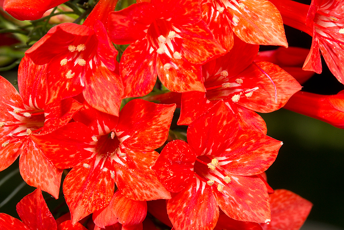 Ipomopsis rubra flowers