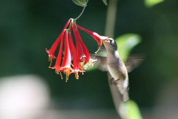 Hummingbird at Lonicera sempervivens 'Major Wheeler'