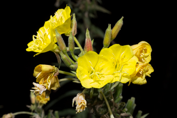 Oenothera biennis  or Evening primrose