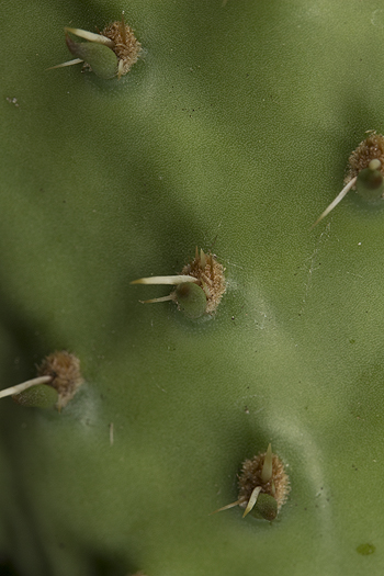 Areoles on cactus pads