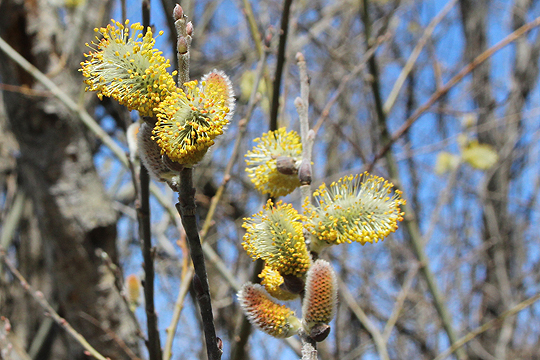 Pussy willow
