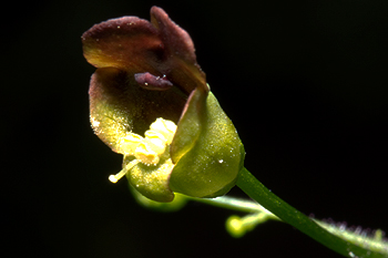 Flower of scrophularia