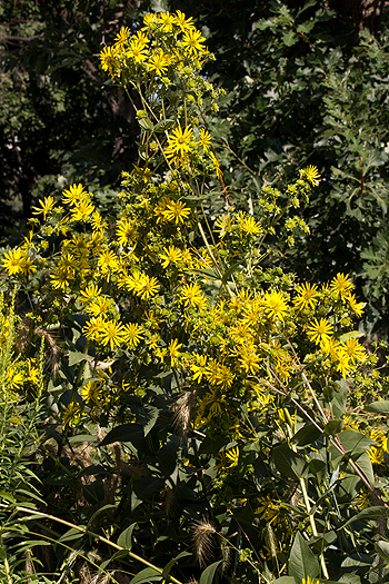 Silphium integrifolium or Rosinweed