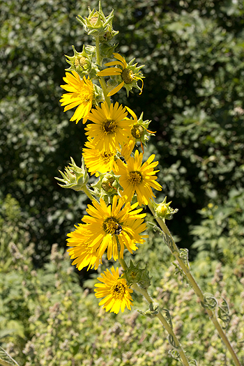 Flowers of compass plant