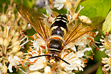 Clethra with Cicada wasp