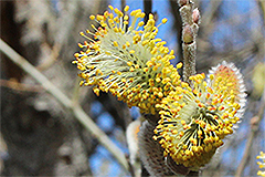 Pussy willow for bumblebees