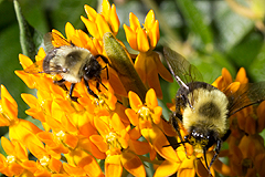 Milkweed with bumblebee