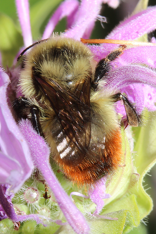 Bombus rufocintus