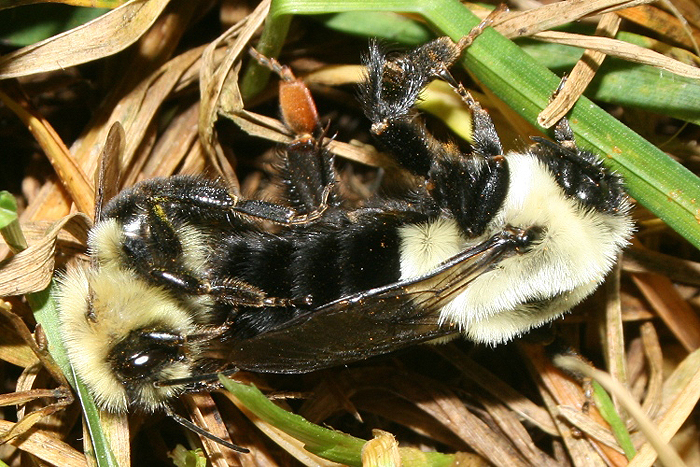Bumblebees
