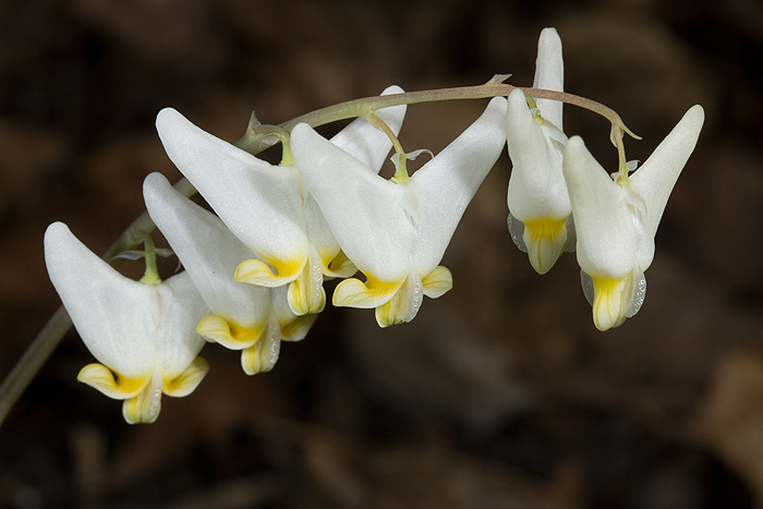 Dicentra is a favourite of bumblebees