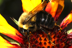 Gaillardia pulchella with bumblebee