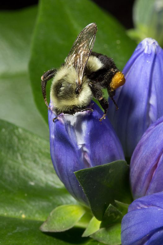 Bottled gentian with bumblebee
