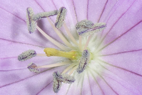 The anthers of geranium have unfolded to release pollen. Buzz pollination is not required.