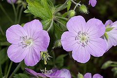 Geranium maculatum for bumblebees