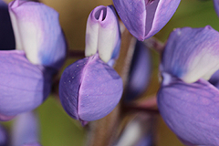 Lupines for bumblebees