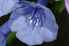 Mertensia virginica