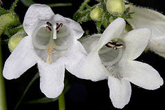 Penstemon for bumblebees