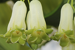 Polygonatum for bumblebees