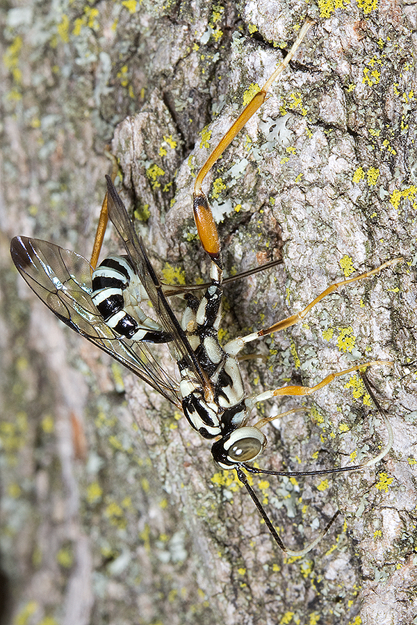 Arotes decorus