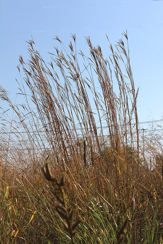 Big bluestem is a great grass for raingardens