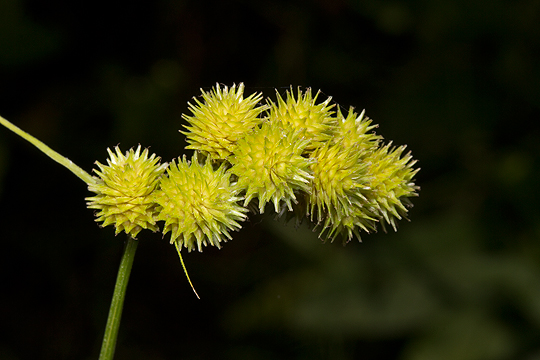 Carex cristatella