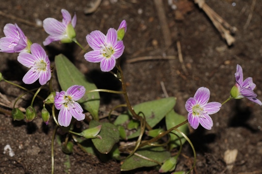Claytonia virginiana