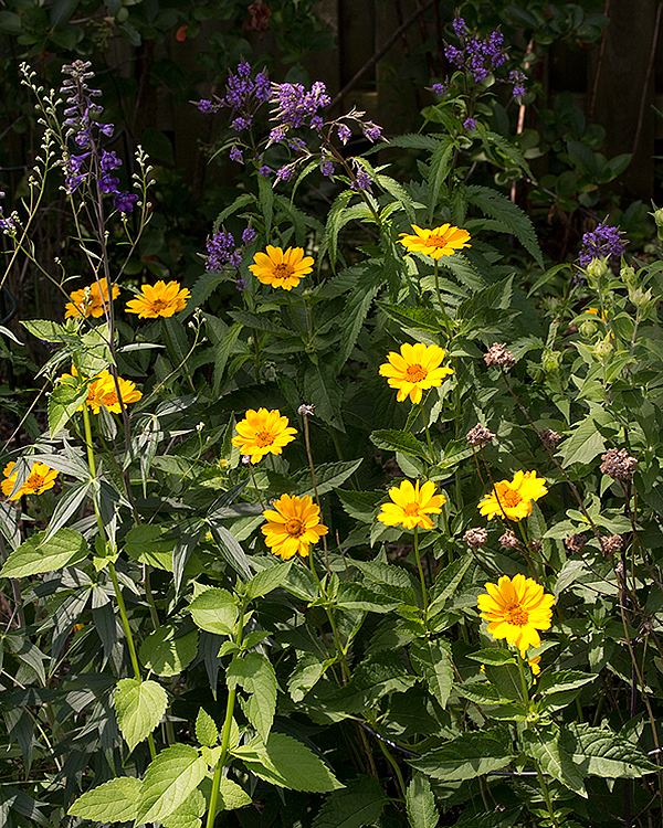 Heliopsis with delphinium