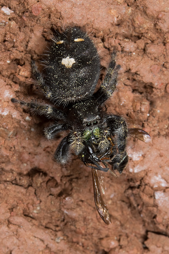 Jumping spider eating a wasp.