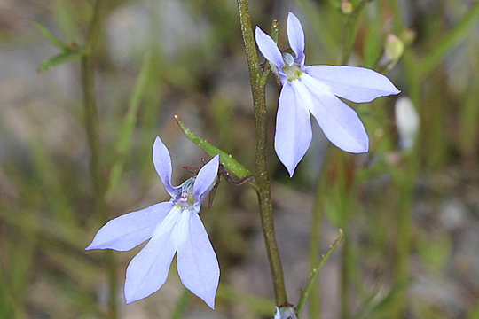 Kalm's lobelia
