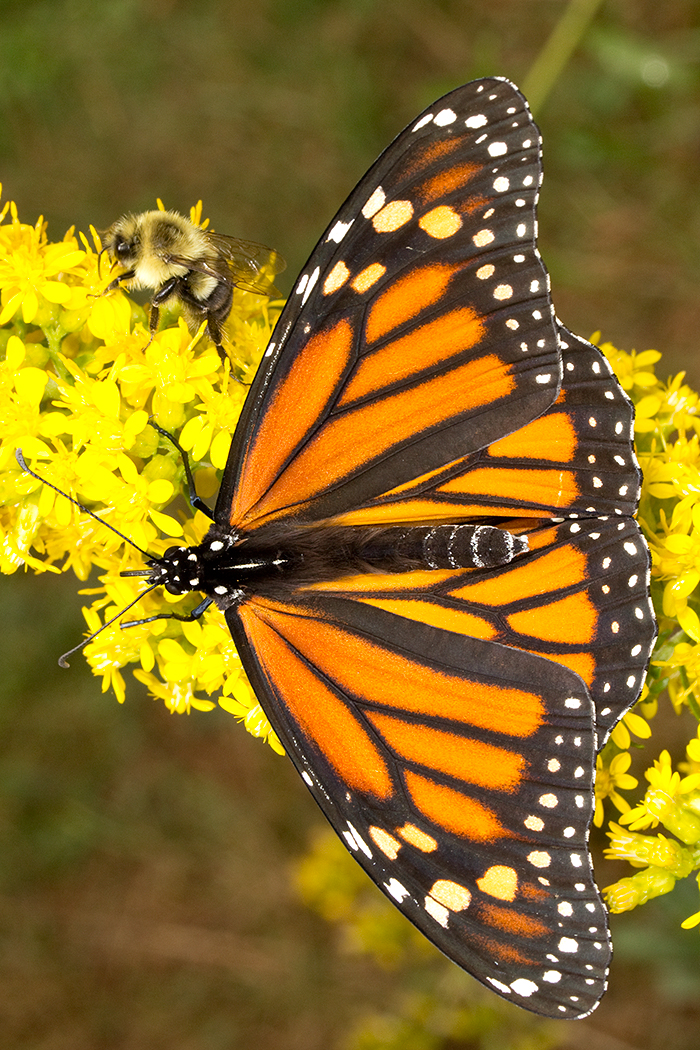 Monarch butterfly sharing the flowerhead of Solidago speciosa with a bumblebee