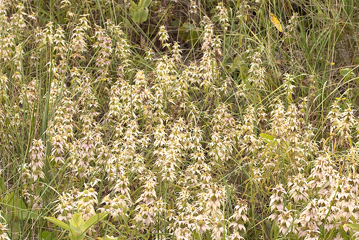 Monarda puctata en masse