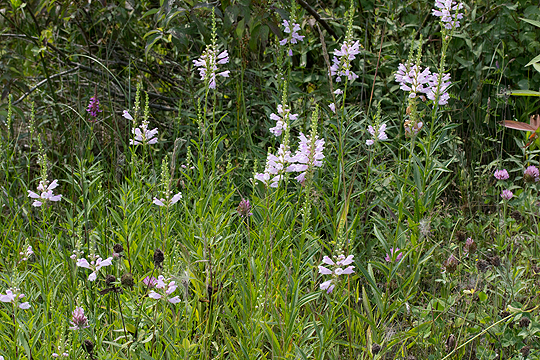 Obedient plant