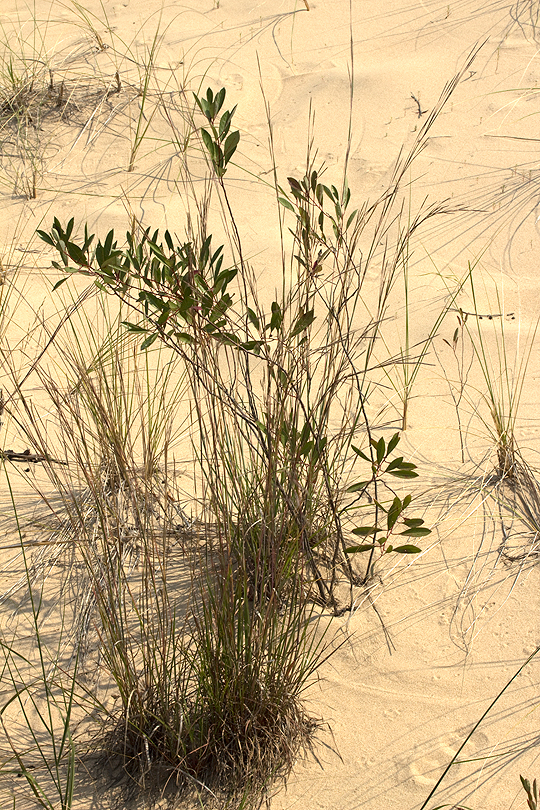 Sand cherry on a dune