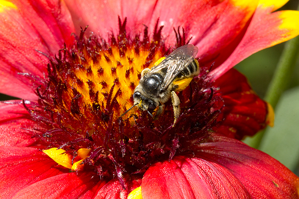 Gaillardia pulchella is an annual or short-lived perennial.
